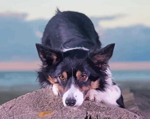 Tri Color Border Collie Dog Paint By Numbers