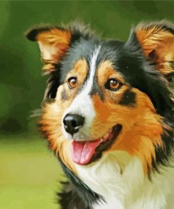 Tri Color Border Collie Paint By Numbers