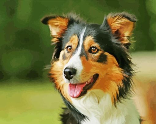 Tri Color Border Collie Paint By Numbers