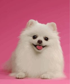 White Pomeranian Paint By Numbers