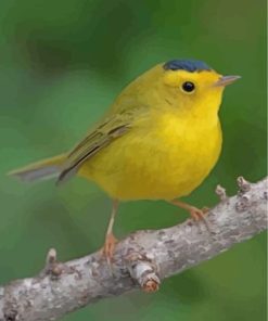 Yellow Canary Bird Paint By Numbers