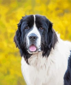 Landseer Dog Animal Paint by numbers