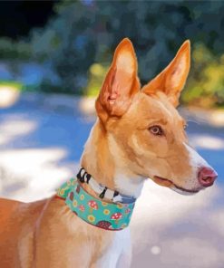 Podenco Dog Paint by numbers