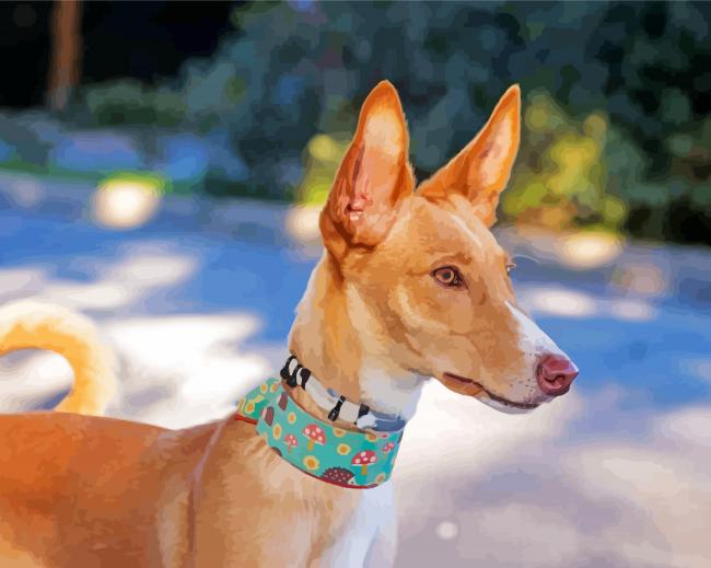 Podenco Dog Paint by numbers