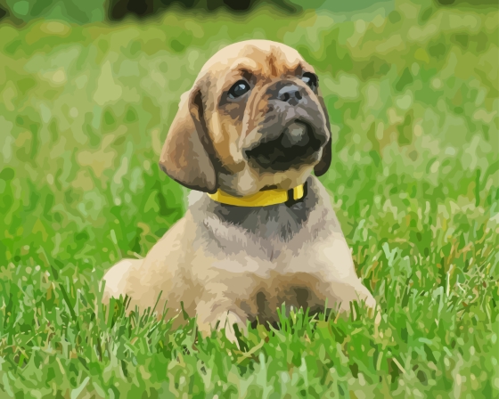 Puggle Dog Paint By Numbers