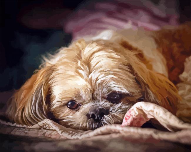 Cute Shihpoo Paint By Numbers