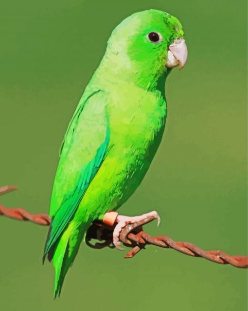 Green Parrotlet Paint By Numbers