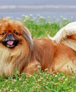 Pekingese Dog Paint By Numbers