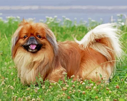 Pekingese Dog Paint By Numbers