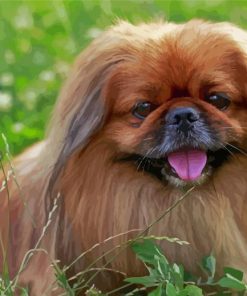 Small Pekingese Dog Paint By Numbers