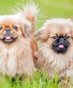 Pekingese Puppies Paint By Numbers