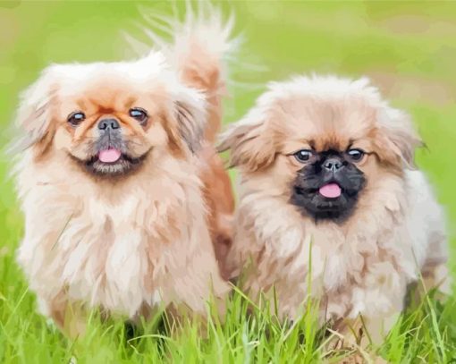 Pekingese Puppies Paint By Numbers