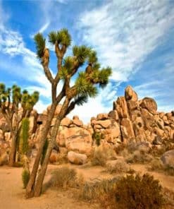 Joshua Tree National Park Paint By Numbers