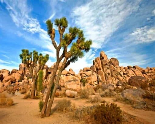 Joshua Tree National Park Paint By Numbers