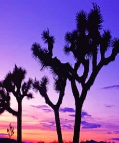 Joshua Trees Silhouette Paint By Numbers