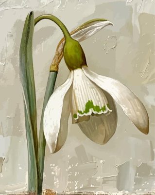 Galanthus Flower Paint By Numbers