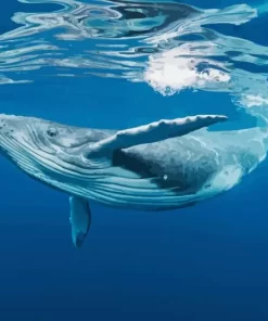 whale underwater paint by numbers