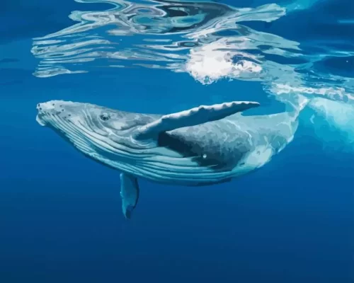 whale underwater paint by numbers