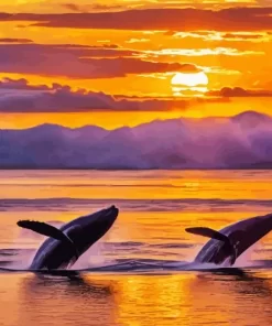 whales at sunset paint by number