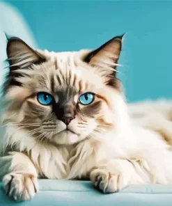 Birman With Blue Eyes Paint by Number