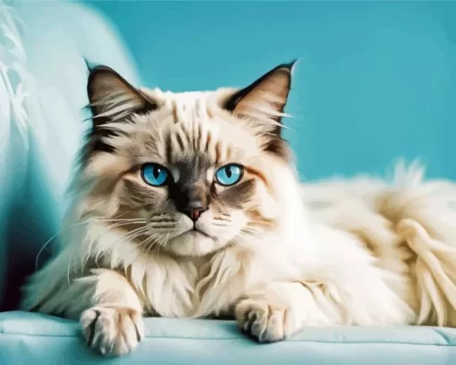 Birman With Blue Eyes Paint by Number