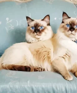 Birman Cats Paint by Number