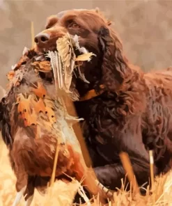 Boykin Spaniel Hunting Paint by Number