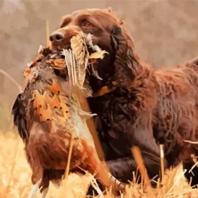 Boykin Spaniel Hunting Paint by Number