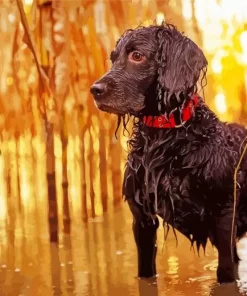 Boykin Spaniel Paint by Number