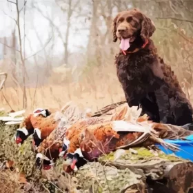 Boykin Spaniel Puppy Paint by Number