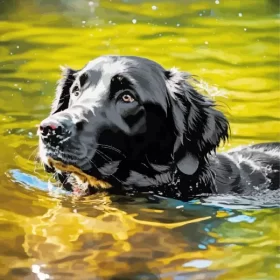 Boykin Spaniel Swimming Paint by Number