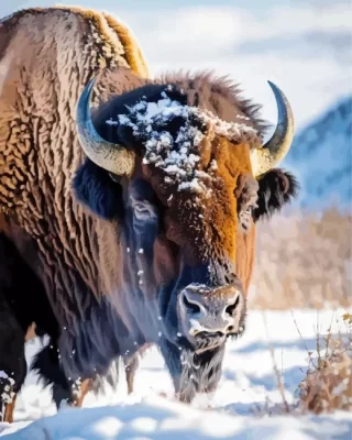 Buffalo In Snow Paint by Number