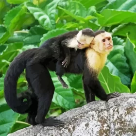 Capuchin And Baby Paint by Number