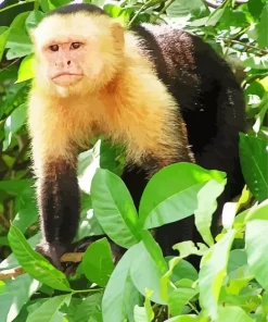 Capuchin Animal Paint by Number