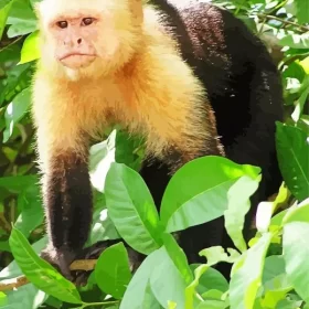 Capuchin Animal Paint by Number