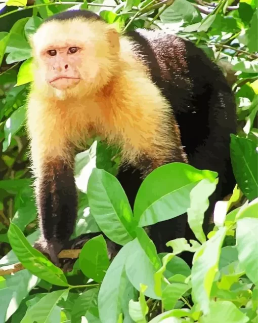 Capuchin Animal Paint by Number