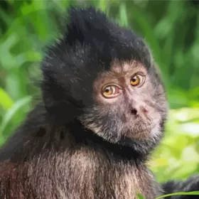 Capuchin Head Paint by Number
