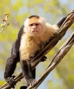 Capuchin Monkey On Tree Paint by Number