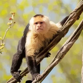 Capuchin Monkey On Tree Paint by Number