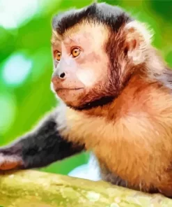 Capuchin Monkey Paint by Numbers