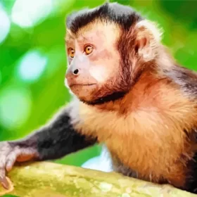 Baby Capuchin Paint by Numbers 