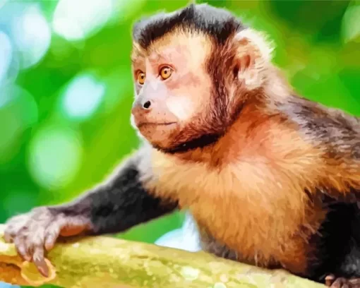 Capuchin Monkey Paint by Numbers