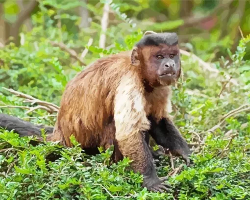 Capuchin monkey paint by number