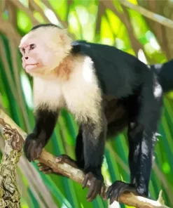 Capuchin On Branch Paint by Numbers