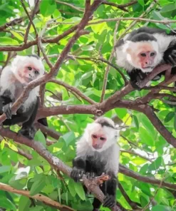 Capuchins Monkeys Paint by Number