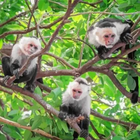 Capuchins Monkeys Paint by Number