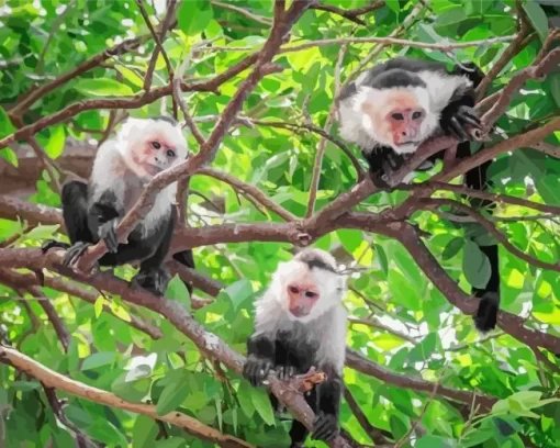 Capuchins Monkeys Paint by Number