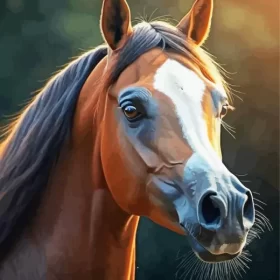 Close Up Arabian Horse Paint by Number