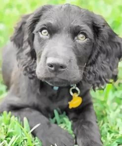 Close Up Boykin Spaniel Paint by Number