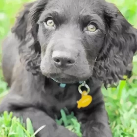 Close Up Boykin Spaniel Paint by Number